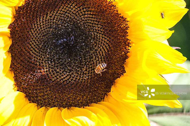 蜜蜂在向日葵上图片素材