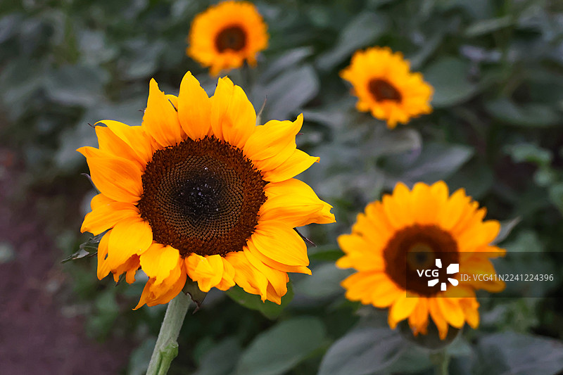 向日葵田图片素材