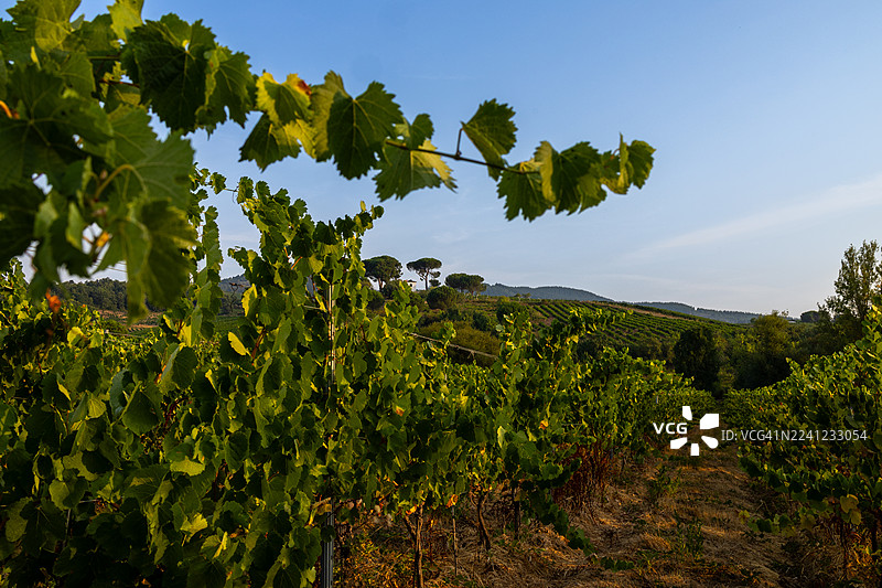拉里奥哈葡萄酒产区的葡萄园图片素材