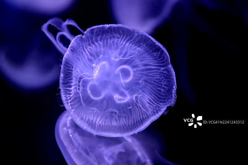 特写：半透明的月亮水母在黑暗的水中平静地漂浮，发出紫色和蓝色的光芒图片素材