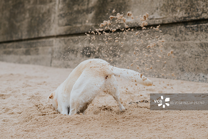 海滩上过度兴奋的狗狗滑稽地挖着沙子图片素材