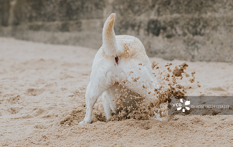 Comical image of an overexcited dog digging on the beach图片素材