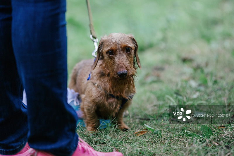 刚毛腊肠犬在绿色的草地上散步并看向镜头图片素材