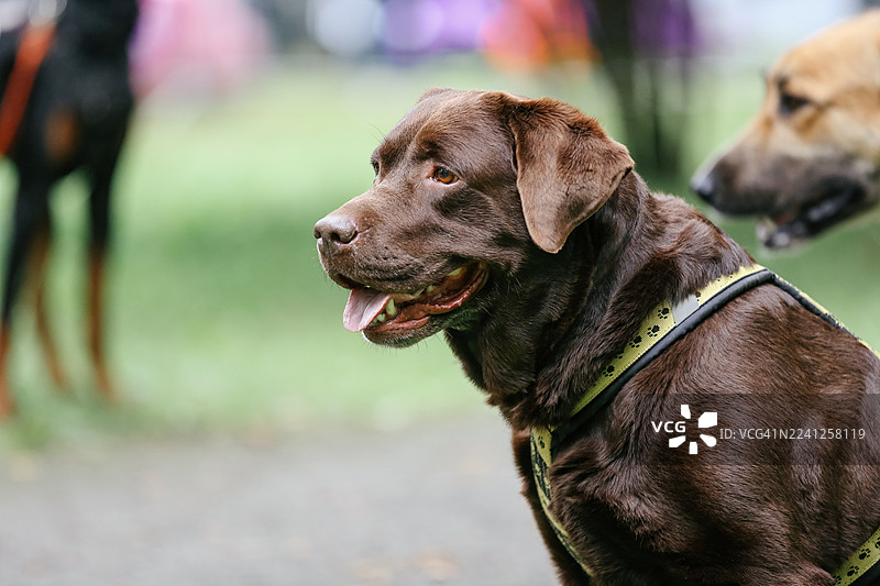 年轻的巧克力色寻回犬在公园里散步，吐着舌头，看向别处图片素材
