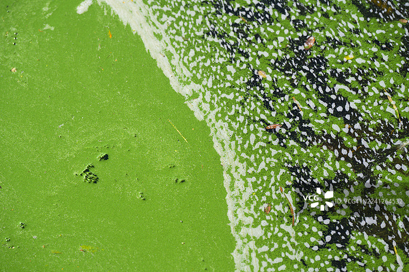 水面上的绿藻和蓝细菌大量繁殖，形成抽象图案，边缘有对比鲜明的白色泡沫和深色区域，象征着水污染和环境问题。图片素材