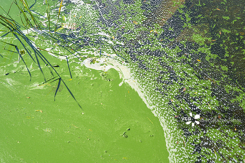 受污染水面上的绿色藻类大量繁殖，形成厚厚的浮渣和有毒污泥，凸显了池塘或湖泊的环境问题和富营养化。图片素材
