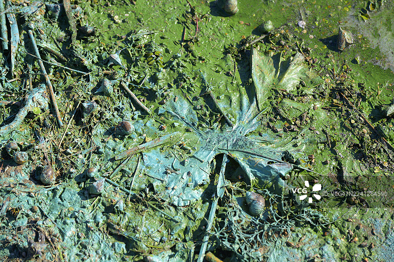 阳光明媚的一天，浅水区蓝细菌大量繁殖，在水下叶子、小蜗牛和碎片上形成充满活力的绿松石色图案。图片素材