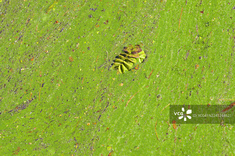 池塘表面覆盖着绿藻和浮萍，为环保概念和水生生态系统主题创造了充满活力的自然背景纹理。图片素材