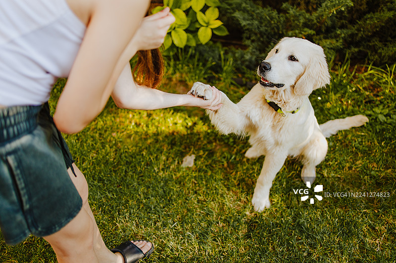 女孩在户外教金毛寻回犬幼犬握手图片素材