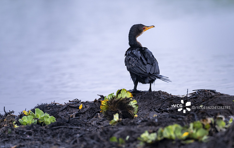 非洲鸬鹚（Phalacrocorax africanus），岸边的幼鸟，马班巴沼泽，维多利亚湖，乌干达图片素材