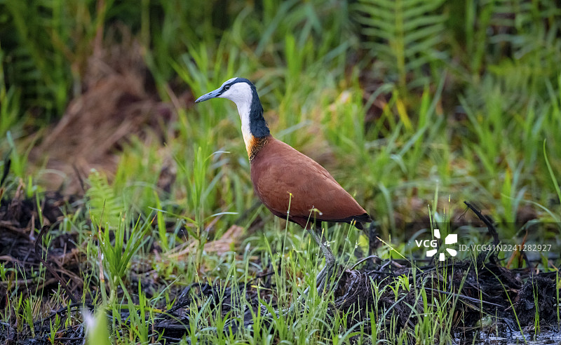 蓝额翠雀（Actophilornis africanus），马班巴沼泽，维多利亚湖，乌干达图片素材
