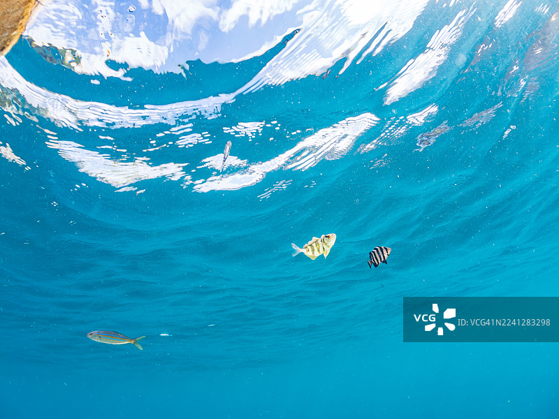 大西洋鲹（条纹鰤）、虹彩鲷、鹦嘴鱼、斑纹唇鱼、五带海葵鱼、白斑矮锉鱼、幼鱼及其他鱼群。图片素材