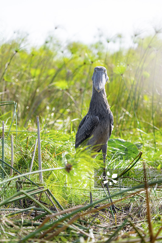 乌干达维多利亚湖马班巴沼泽中的鲸头鹳（Balaeniceps rex），背景为纸莎草图片素材