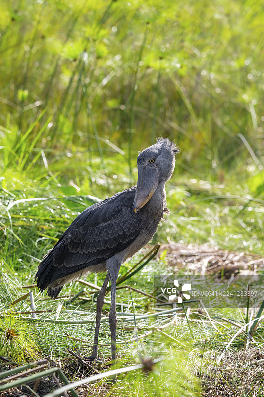 乌干达维多利亚湖马班巴沼泽中的鲸头鹳 (Balaeniceps rex)，生长在纸莎草之间图片素材