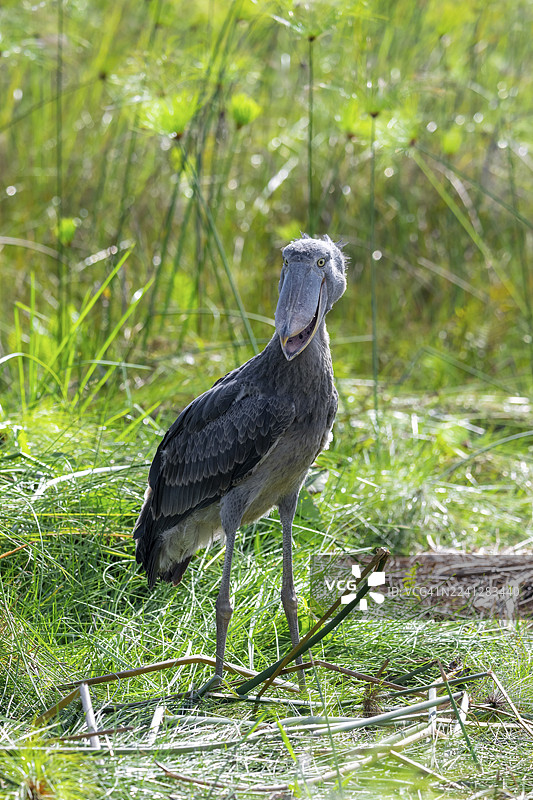 乌干达维多利亚湖马班巴沼泽中的鲸头鹳（Balaeniceps rex），栖息于纸莎草之间图片素材