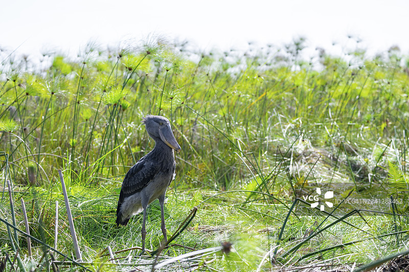 非洲的马班巴沼泽，维多利亚湖畔，在纸莎草丛中的鲸头鹳（Balaeniceps rex）图片素材