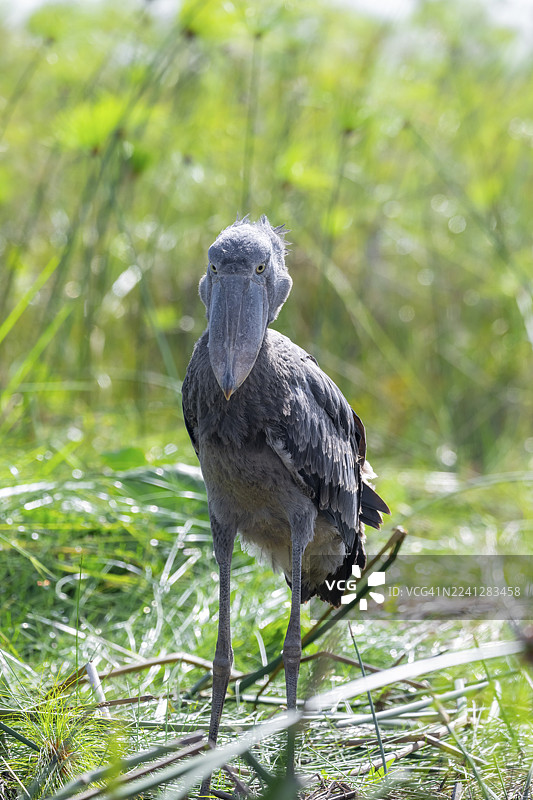 乌干达维多利亚湖马班巴沼泽中的鲸头鹳（Balaeniceps rex），栖息在纸莎草丛中图片素材