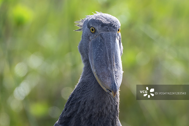 动物肖像，鲸头鹳（Balaeniceps rex）在维多利亚湖马班巴沼泽，乌干达图片素材