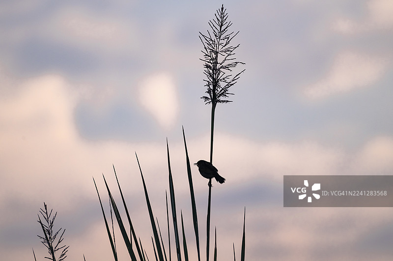 沼泽捕蝇草（Muscicapa aquatica），剪影，一只鸟坐在芦苇上，早晨的氛围，维多利亚湖马班巴沼泽，乌干达图片素材