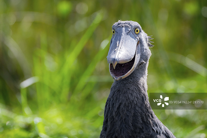 滑稽动物肖像，乌干达维多利亚湖马班巴沼泽中的鲸头鹳（Balaeniceps rex）图片素材