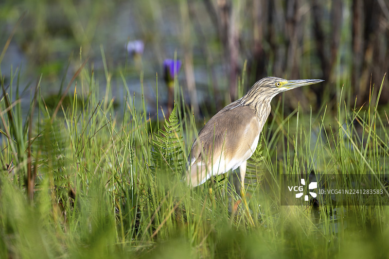 麻鸭（Ardeola ralloides），在维多利亚湖马班巴沼泽岸边的鸟，乌干达图片素材