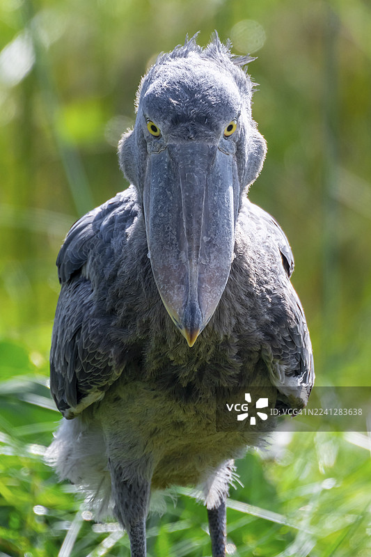 马兰巴，维多利亚湖，乌干达沼泽地中的严肃的鲸头鹳（Balaeniceps rex）肖像图片素材