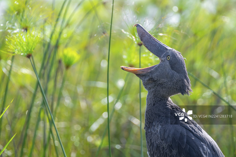 马姆巴姆巴沼泽、维多利亚湖、乌干达，一只张着嘴的鲸头鹳（Balaeniceps rex）图片素材
