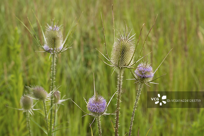 绿背景下的野山金花，草地模糊，欧洲山金花，鲁尔区，北莱茵-威斯特法伦州，德国图片素材