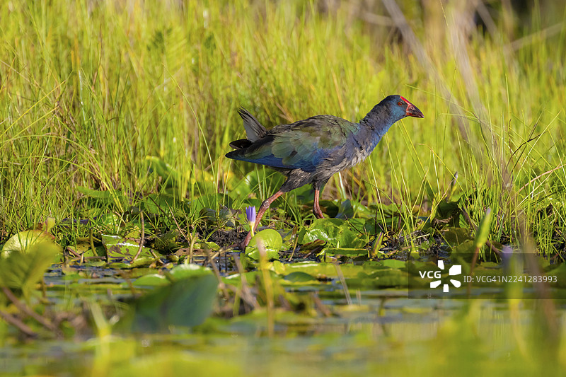 翡翠石鸡（Porphyrio madagascariensis）在维多利亚湖马班巴沼泽的睡莲叶上行走觅食，乌干达图片素材