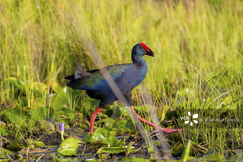 绿宝石鹧鸪（Porphyrio madagascariensis）在维多利亚湖马班巴沼泽的睡莲叶片上行走觅食，乌干达图片素材