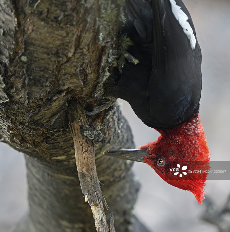麦哲伦啄木鸟（Campephilus magellanicus）雄性，巴塔哥尼亚，南美洲图片素材