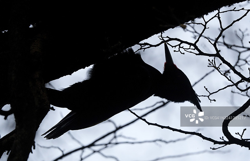 麦哲伦啄木鸟（Campephilus magellanicus）雄性，巴塔哥尼亚，南美洲图片素材