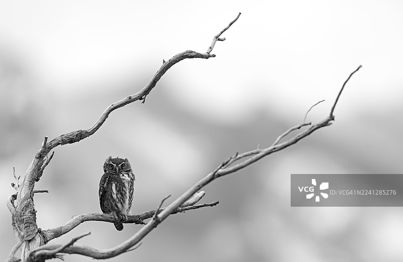 麦哲伦侏儒猫头鹰(Glaucidium nanum),又称阿拉乌卡尼亚猫头鹰、麦哲伦侏儒猫头鹰、阿拉乌卡尼亚猫头鹰、南美侏儒猫头鹰(Glaucidium nana)成鸟,智利巴塔哥尼亚,南美洲图片素材