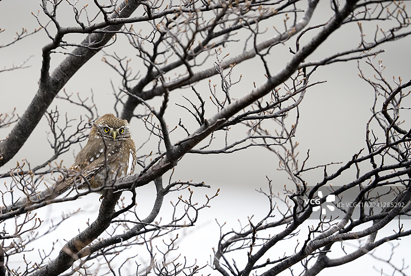 南美巴塔哥尼亚侏儒猫头鹰(Glaucidium nanum),又称阿拉乌卡尼亚猫头鹰、巴塔哥尼亚侏儒猫头鹰、阿拉乌卡尼亚猫头鹰、南美侏儒猫头鹰(Glaucidium nana)成年个体,智利巴塔哥尼亚,南美洲图片素材