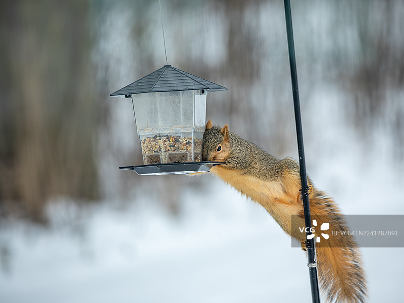 如何防止松鼠偷吃鸟食图片素材
