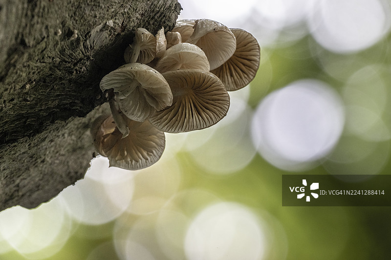 带环的粘菌（Oudemansiella mucida），下萨克森州埃姆斯兰图片素材