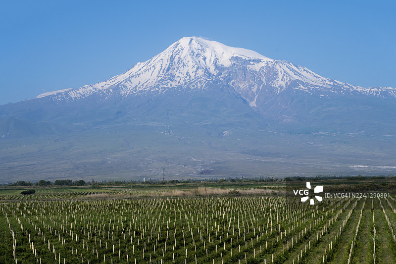 在清晨的阳光下，白雪皑皑的火山主导着风景，周围环绕着广阔的葡萄园。这是位于土耳其的亚拉腊山，从亚美尼亚的亚拉腊省拍摄的景象。图片素材