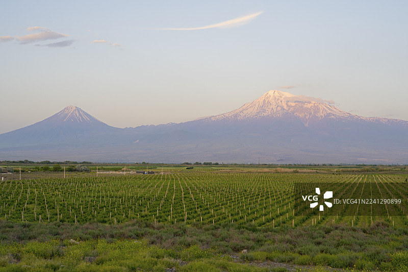 在柔和的晨光下，广阔的葡萄园后方耸立着两座雄伟的火山——位于土耳其的亚拉拉特山（大、小峰），此景从亚美尼亚的亚拉拉特省眺望。图片素材
