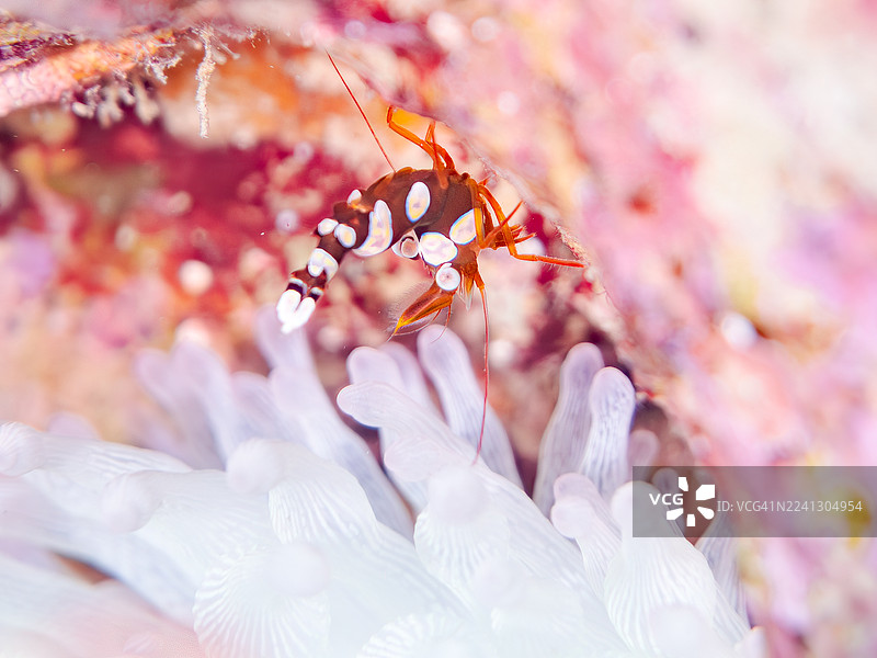 性感的虾，蹲虾，安汶虾虎鱼，海葵，Entacmaea actinostoloides。以及其他。鱼群。日本静冈县伊豆半岛南伊豆町奈具港平潮海滩 - 2025图片素材