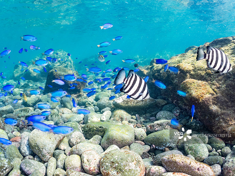 鹦鹉鱼、斑鲹、条纹斑鲹、幼鱼、宝石鱼、三斑海葵鱼、纹腹海葵鱼、铜色海猪鱼、其他。鱼群。平矶海滩，中木港，南伊豆，伊豆半岛，图片素材