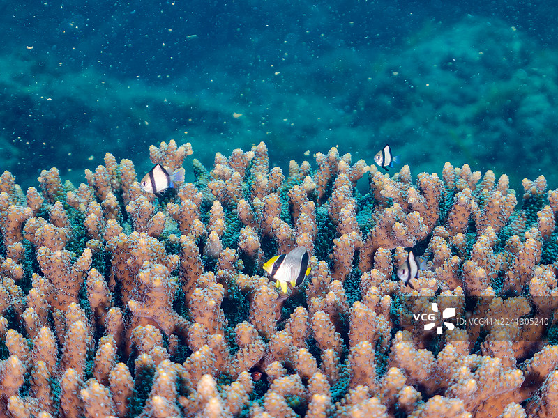 黑纹蝴蝶鱼，三带蝴蝶鱼，网纹圆雀鲷，三斑圆雀鲷，桌形珊瑚，鹿角珊瑚属，及其他。鱼群。石阶海滩，中木港，南伊豆，伊豆半岛，图片素材