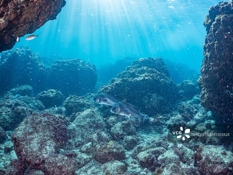 新月唇鱼（Plectorhinchus cinctus）及其他鱼群。日本静冈县伊豆半岛南伊豆町中木港平野海岸 - 2025图片素材