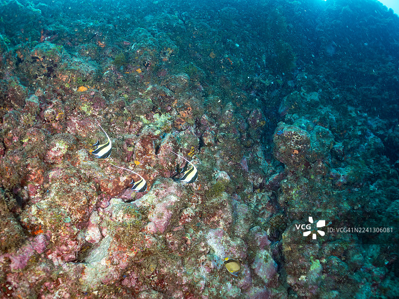 摩尔鱼,Zanclus cornutus。以及其他鱼群。日本静冈县伊豆半岛南伊豆町弘之海滩、中木港 - 2025图片素材