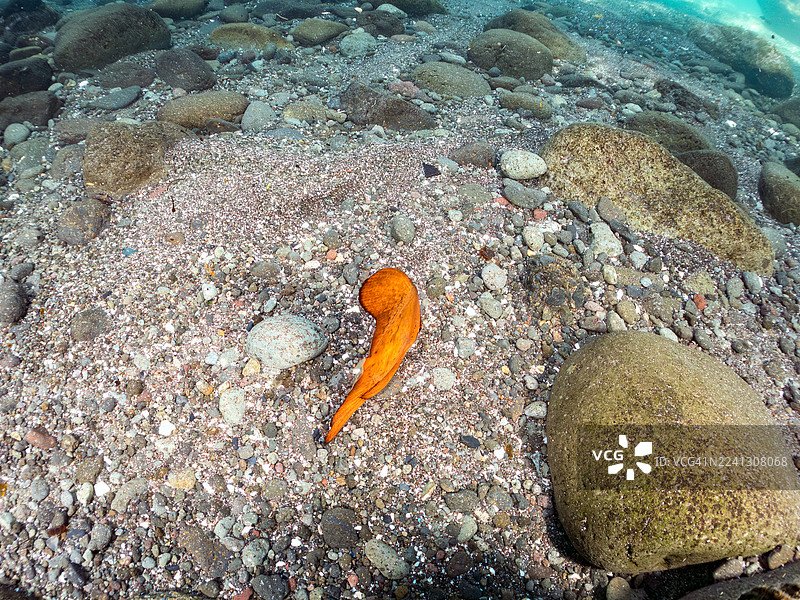 一群美丽的圆翅燕鱼（Platax orbicularis）在水面游动的半身照，以及其他鱼群。日本静冈县伊豆半岛南伊豆町中木港Hirizo海滩 - 2025图片素材