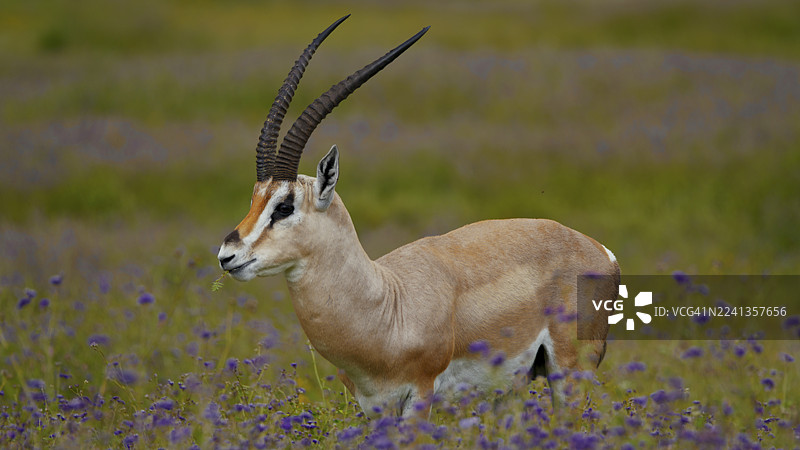 格兰特瞪羚在恩戈罗恩戈罗火山口的草原上优雅地吃草图片素材