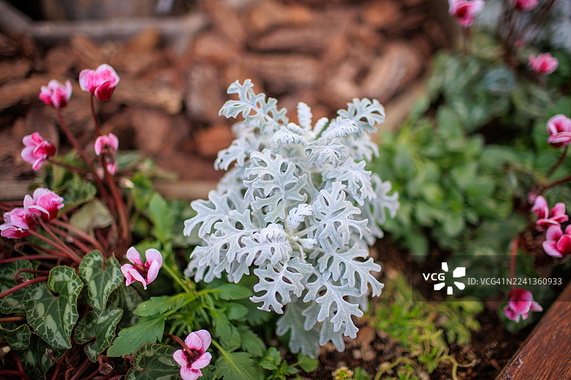 白色雏菊和仙客来的花坛图片素材