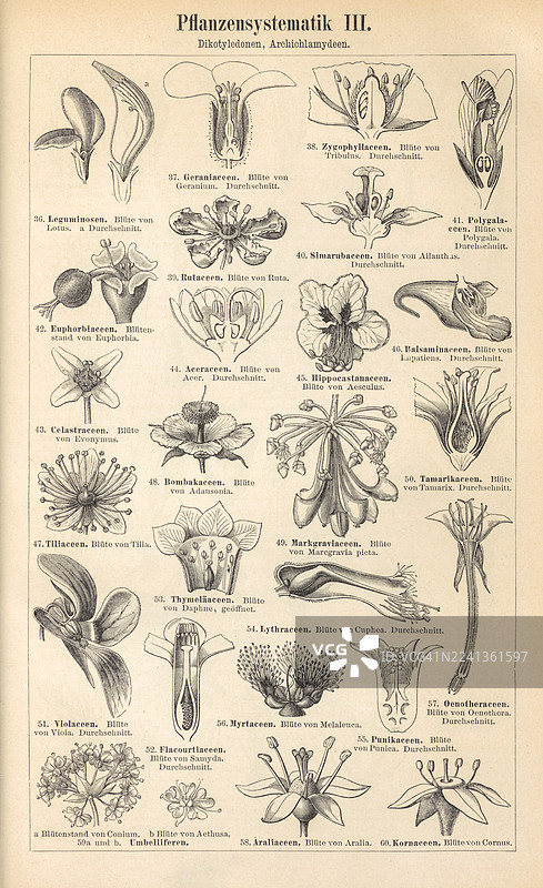 植物系统学 III图片素材