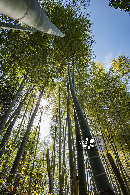 阳光穿过竹林图片素材
