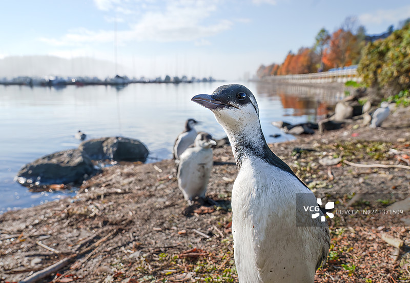 普通海雀，挪威奥斯陆图片素材