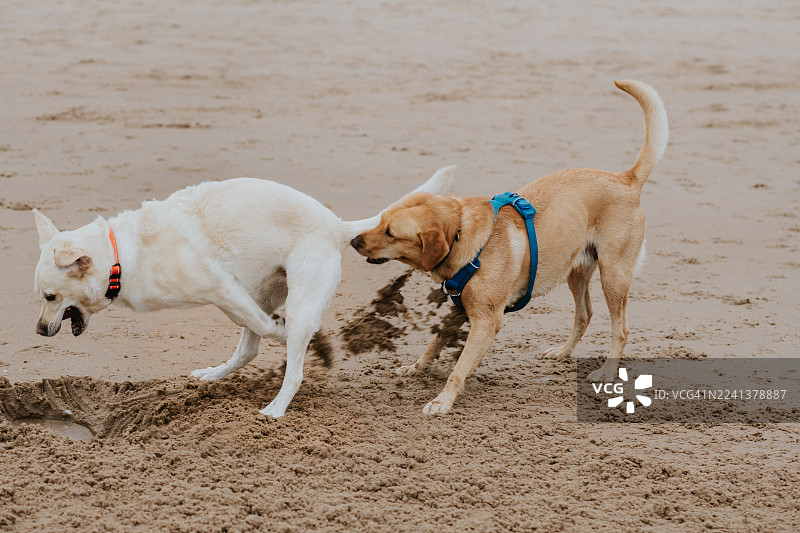 一只过度兴奋的狗狗在沙滩上挖洞的滑稽图像——另一只好奇的狗狗走近，被一爪子沙子糊了一脸。图片素材